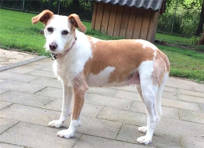 Mochi hat bereits ganz tolle Fortschritte gemacht. Privat