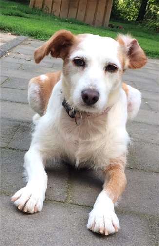 Mochi sucht ein Zuhause.