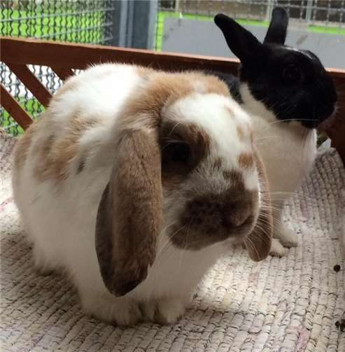 Möchten gerne zusammenbleiben und in ein Freigehege: Lukas und Luki. privat