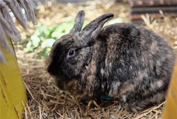 Möhre soll wieder glücklich werden. Foto: Sybill Limbach 