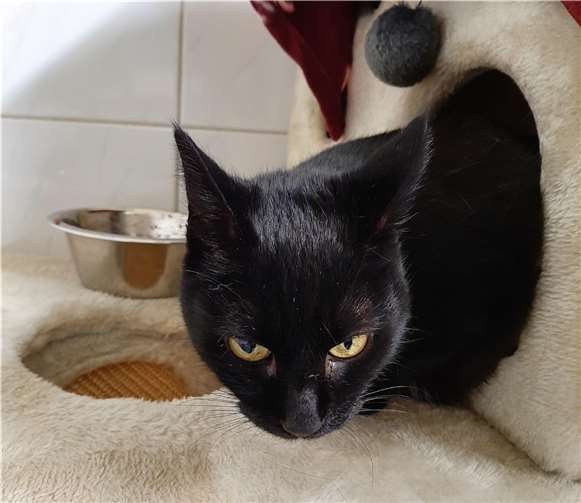 Mörle. Foto: Tierheim u. Tierschutzverein Kreis Ahrweiler e.V.