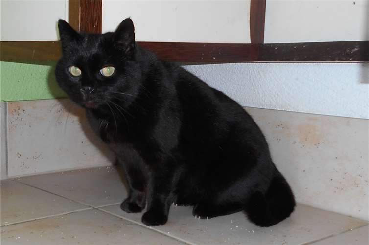 Mogli sucht einen neuen Kuschelplatz.  Katzenschutzverein Bad Neuenahr-Ahrweiler