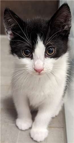 Molly ist eine von vielen Kätzen, die die Katzenschutzfreunde vermitteln.  Foto: privat