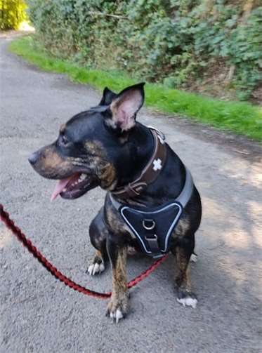 Molly möchte einfach nur dabei sein.