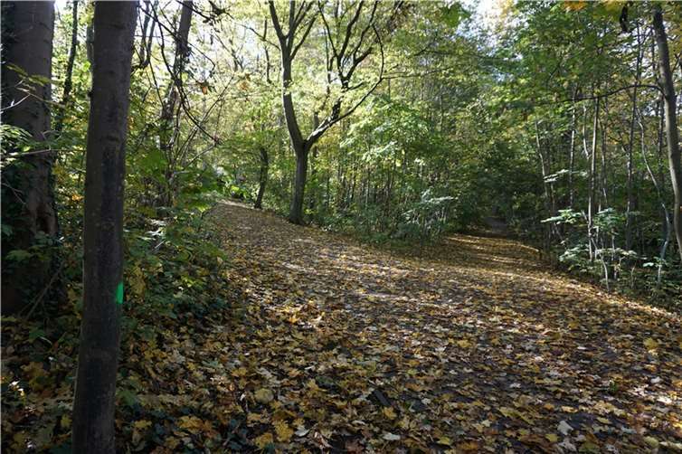 Momentan ist der Vogelschutzpark stark verwildert. Das soll sich demnächst ändern. Der Eigenbetrieb Grünflächen- und Bestattungswesen beginnt kommende Woche mit der Gehölzpflege. Foto: Stadt Koblenz / Verena Groß