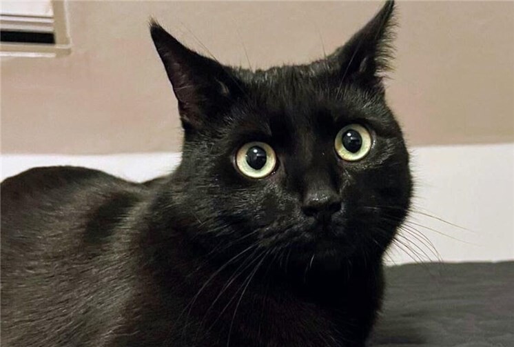 Momo hofft auf ein liebevolles Zuhause.