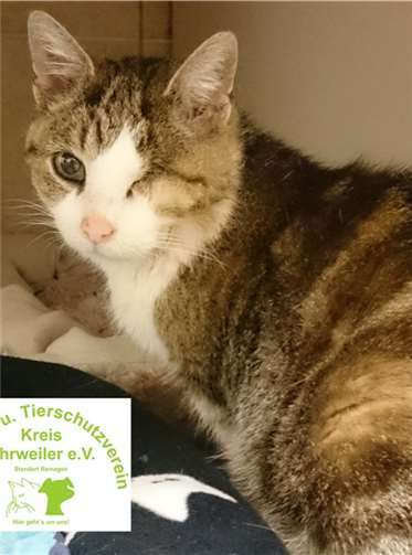 Momo ist eine Katzendame mit besonderem Charme. privat