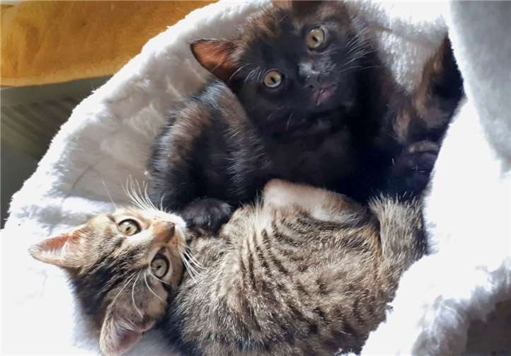 Momo (oben) und Bonnie (unten) hatten einen schlechten Start ins Leben. Foto: Katzenschutzfreunde Rhein-Ahr-Eifel e.V.