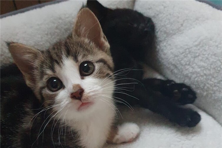 Mona (links), Foxy (rechts)