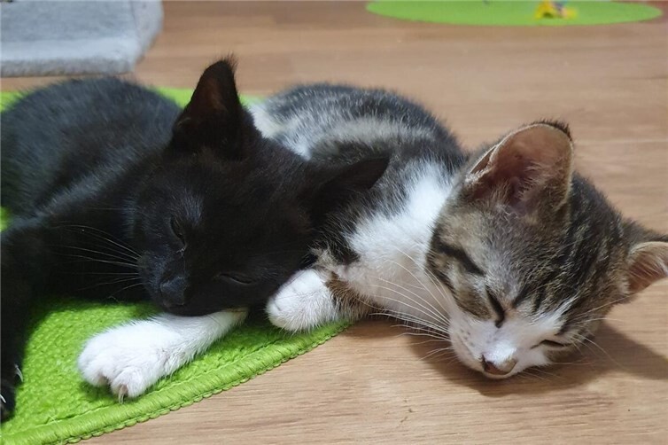 Mona (rechts) und Foxy (links)