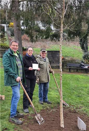 Moorbirke ist Baum des Jahres 2023. Foto: Iris Seul