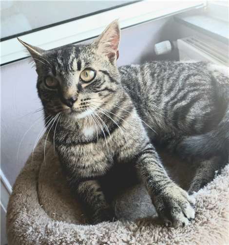 Moritz  Foto: Katzenschutzfreunde Rhein-Ahr-Eifel e.V.