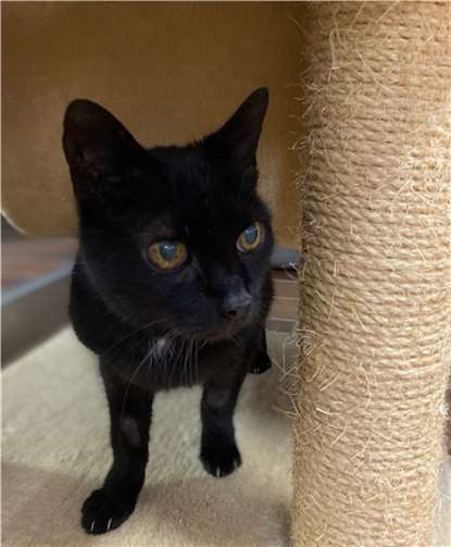 Moritz. Foto: Tierheim u. Tierschutzverein Kreis Ahrweiler e.V.