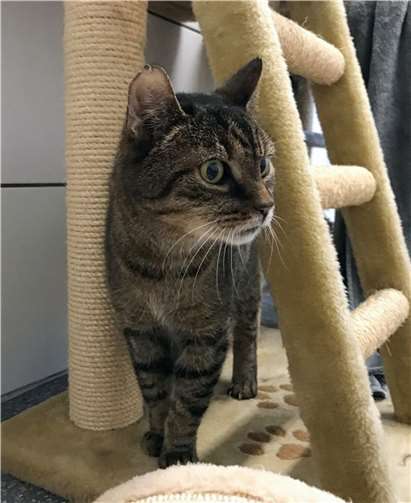 Moritz sucht ein Zuhause Moritz.Foto: Tierheim u. Tierschutzverein Kreis Ahrweiler e.V.