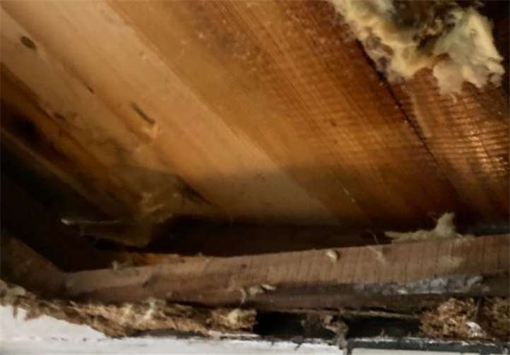 Morsche Trägerbalken und verschimmelte Dämmung kamen zum Vorschein. Foto: Tierheim u.Tierschutzverein Kreis Ahrweiler