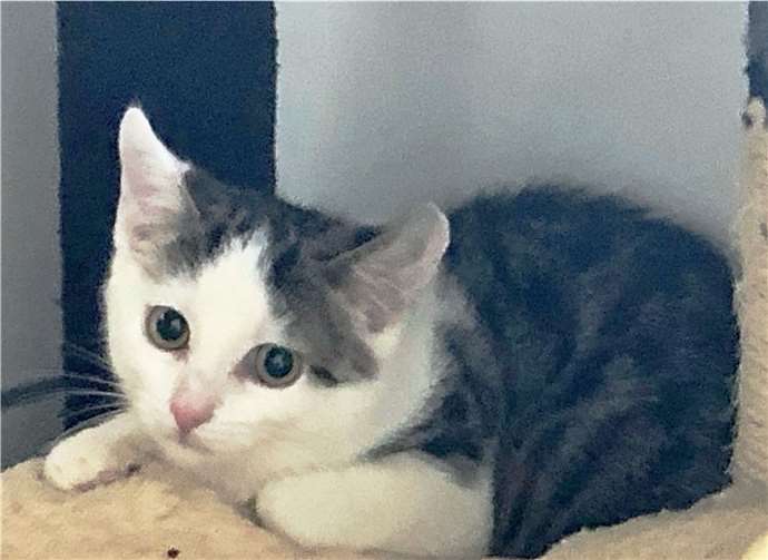 Mosquito ist noch sehr verspielt. Foto: Tierheim u. Tierschutzverein Kreis Ahrweiler e.V.