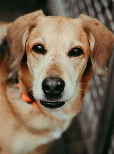 Motte ist eine aktive und verträgliche Hündin.Fotos: privat