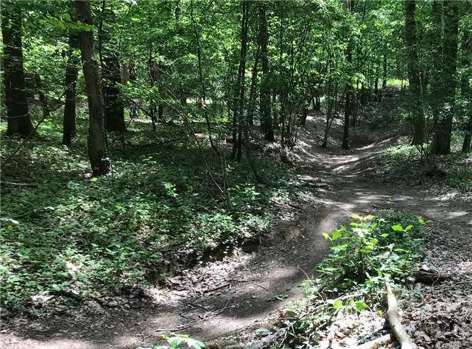 Mountainbike-Strecke im Sinziger Stadtwald. Foto: privat