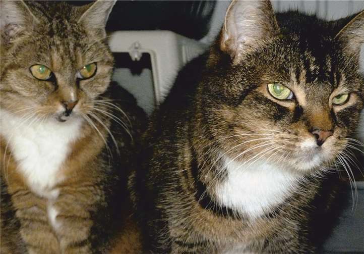 Mrs Waldorf und Statler suchen ein ruhiges Zuhause. privat