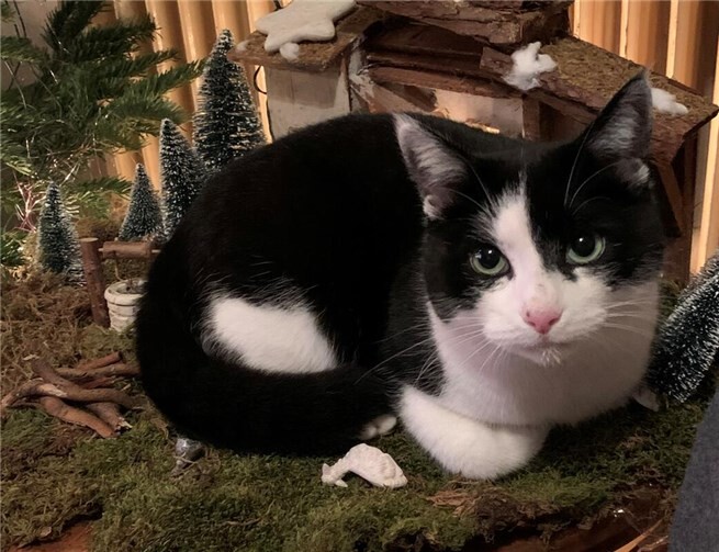 Mucki möchte wieder nach Hause. Foto: privat