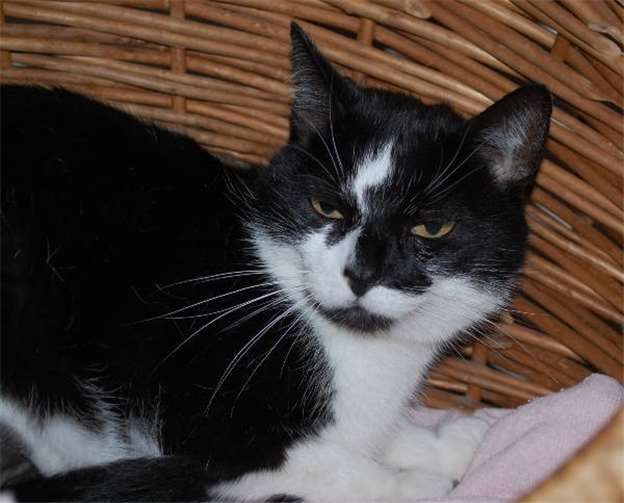 Müsli - lieber Fundkater aus Polch.