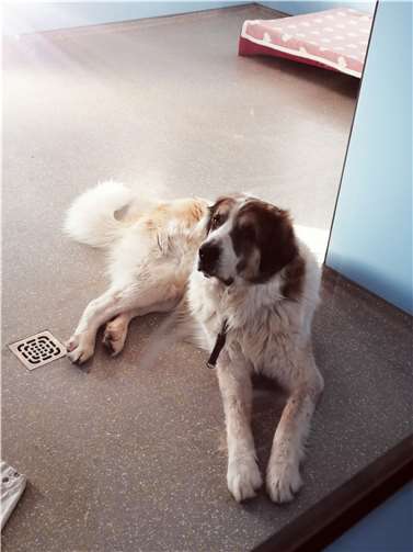 Mufasa. Fotos: privat