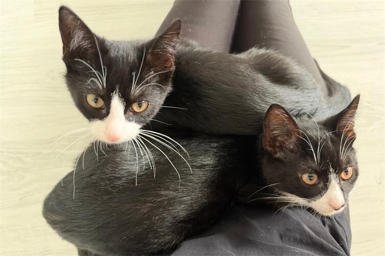 Muffin & Mimo