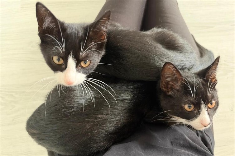 Muffin & Mimo