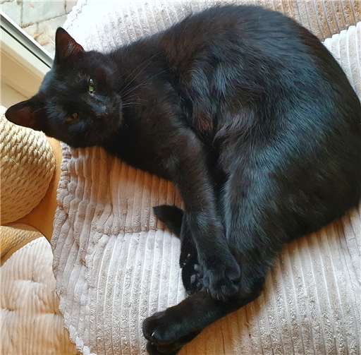 Musi ist total verschmust und sucht ein neues Zuhause. Foto: privat