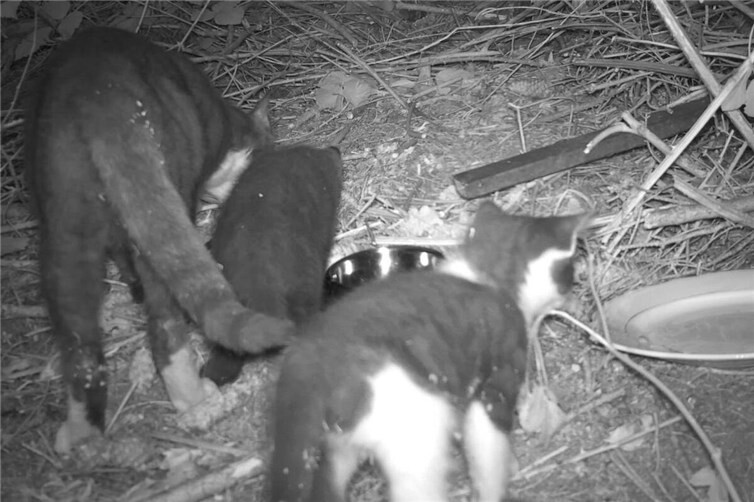 Mutter mit Kitten an Futterstelle im Wald,aufgenommen mit Wildtierkamera