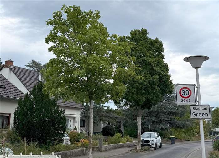Wiederaufbau: Bäume in Bad Neuenahr-Ahrweiler müssen gefällt werden Nach Abschluss der Baumaßnahme wird der AZV an gleicher Stelle Ersatzpflanzungen für die vier zu fällenden Bäume vornehmen. Foto: Reiner Friedsam