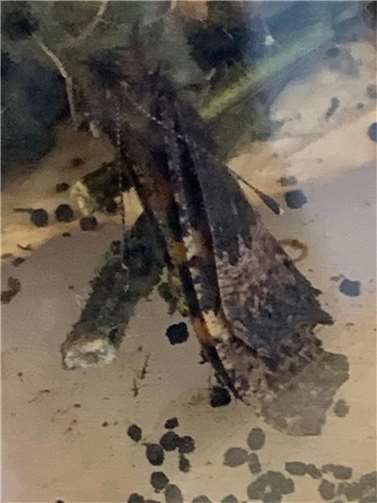 Nach dem Schlüpfen.