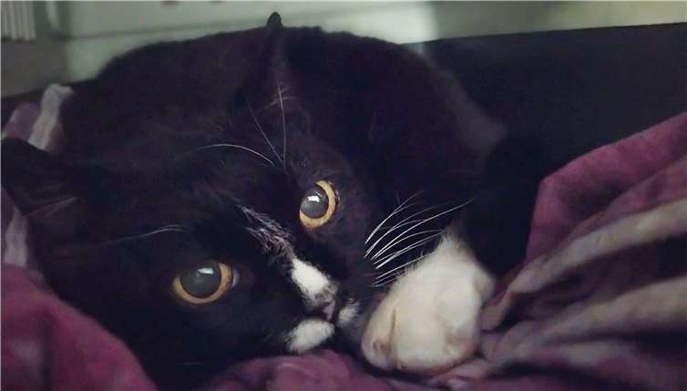 Nach der Eingewöhnungszeit würde Jamie gerne wieder in den Freigang. Foto: Tierheim u. Tierschutzverein Kreis Ahrweiler e.V.