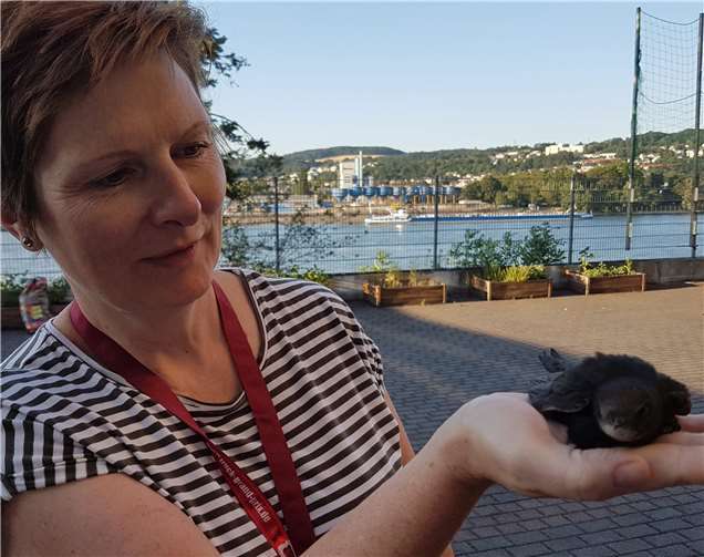 Nach der Erstversorgung begutachtet Schulleiterin Judith Oster nochmals den verletzten Mauersegler.