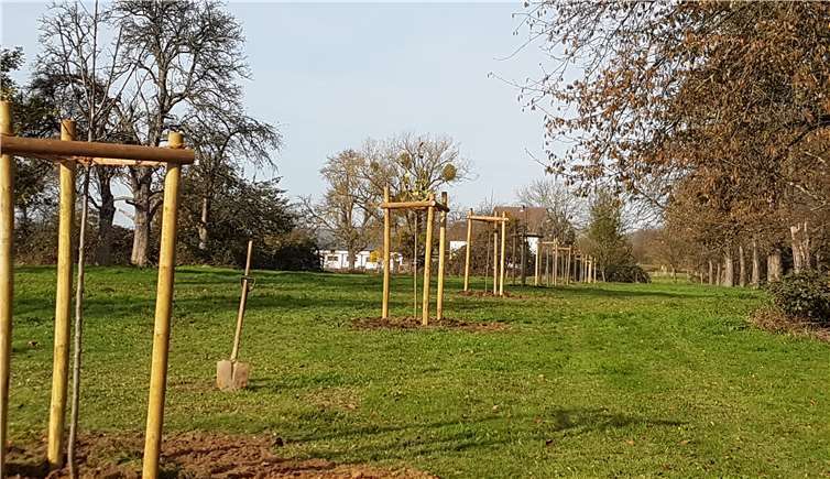 Nach der Pflanzaktion ist die Streuobstwiese wieder in bestem Zustand. Foto: privat