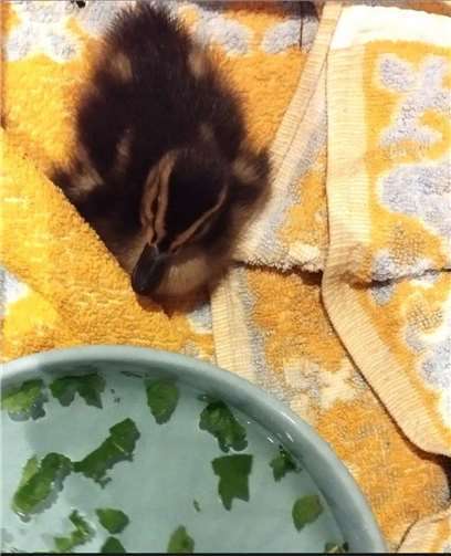 Nach der Rettung konnte das kleine Entenküken endlich zur Ruhe kommen.