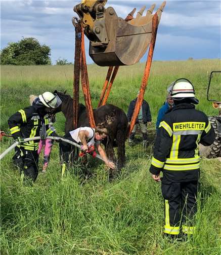 Nach der Rettung wurde das Pferd gesäubert. 