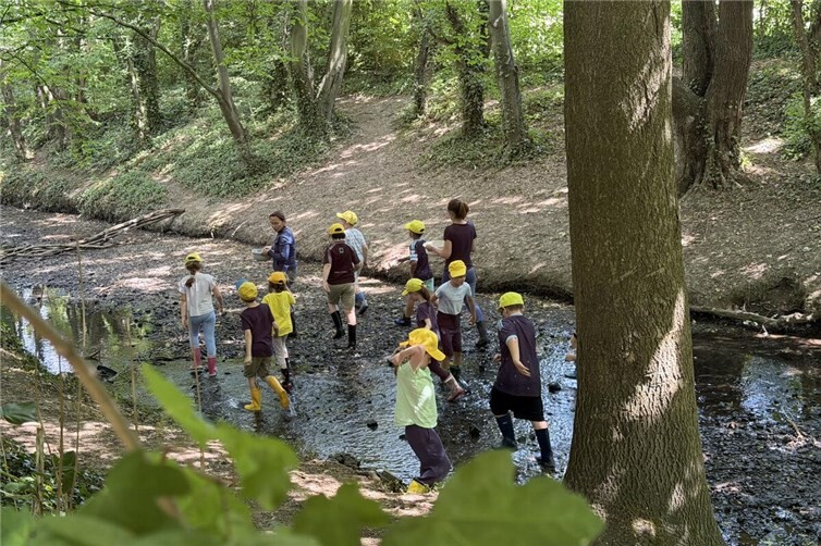 Nach der gemeinsamen Bestimmung setzten die Kinder alle Wasserlebewesen wieder achtsam an ihren ursprünglichen Fundort in der Swist zurück.