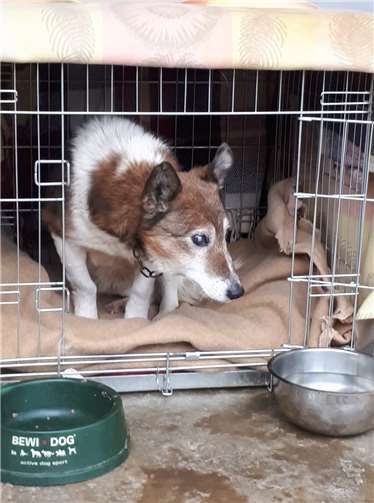 Nach einem Leben an der Kette: Alte Hunde werden unbrauchbar - gerade wenn sie erblinden und nicht mehr anschlagen. Sie werden ausgesetzt und sich selbst überlassen.