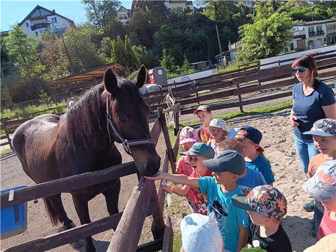 Nach einem gemütlichen Picknick blieb genug Zeit um sich die Pferde, Hühner, Hasen und weitere Tiere genau zu betrachten und zu beobachten. Foto: privat