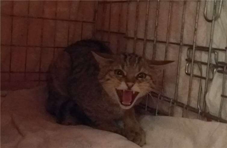 Nach seiner Genesung wird der wildekleine Kerl wieder in die freie Wildbahn ausgewildert.