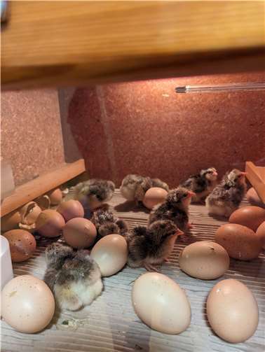 Nach und nach schlüpften die Küken.  Fotos: R. Evers