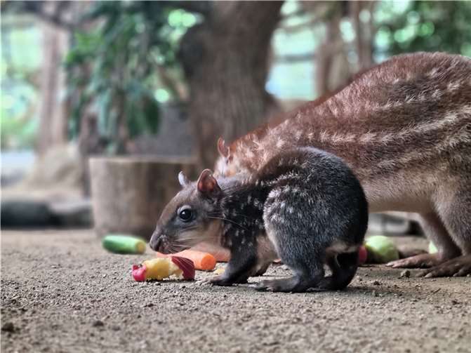 Nach vielen Reibereien unter den Pakas und mehreren Versuchen mit wechselnden Partnern wurden die Mühen endlich belohnt: Weibchen Nina brachte ihr erstes Jungtier zur Welt.  Foto: Lena Romeike
