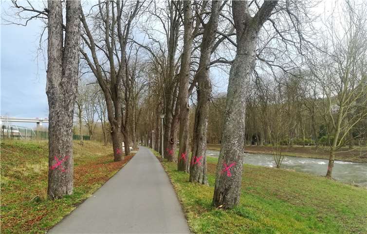 Nach wie vor sind die Folgen der vorgesehenen Fällung von 230 alten Bäumen in den östlichen Parks für das empfindliche Kleinklima in der Stadt ungeklärt. Foto: Charlotte Farber-Hemeling