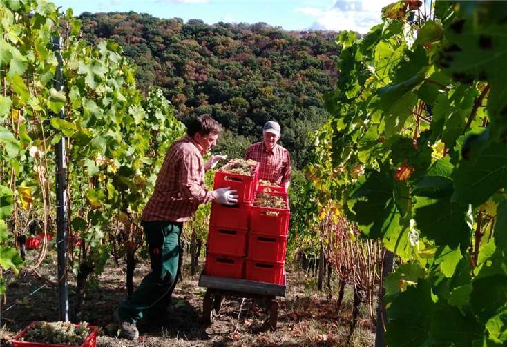 Nachdem am Sonntag wegen des schlechten Wetters nur ein Drittel der Trauben gelesen werden konnte, war Petrus den Weinbrüdern bei der Fortsetzung der Ernte am Montag wieder hold. privat