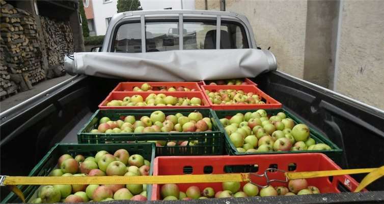 Nachdem die Äpfel geerntet wurden, werden sie zur Mosterei gebracht und anschließend zu Saft verarbeitet.