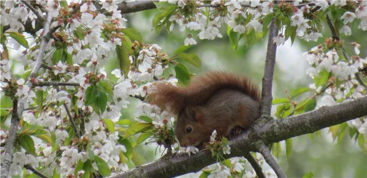 Nachdem sich die Sonne doch hin und wieder durchsetzt, explodieren die Kirschblüte in unseren Gärten. Sehr zur Freude der Eichhörnchen. Nach all den Nüssen im Winter ist die Kirschblüte eine leckere Abwechslung, die gerne angenommen wird! Foto: Stefan Frings /Kempenich
