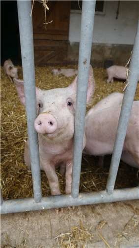 Nachdem sie die kleinen Ferkel gestreichelt und ihr „drolliges“ Verhalten beobachtet hatten, war für einige klar, nie mehr Schweinefleisch essen zu wollen.