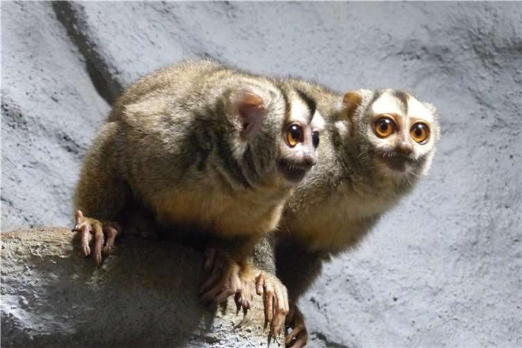 Nachtaffe Cedric ist der neueste Bewohner des Neuwieder Zoos.  Foto: Alexandra Japes