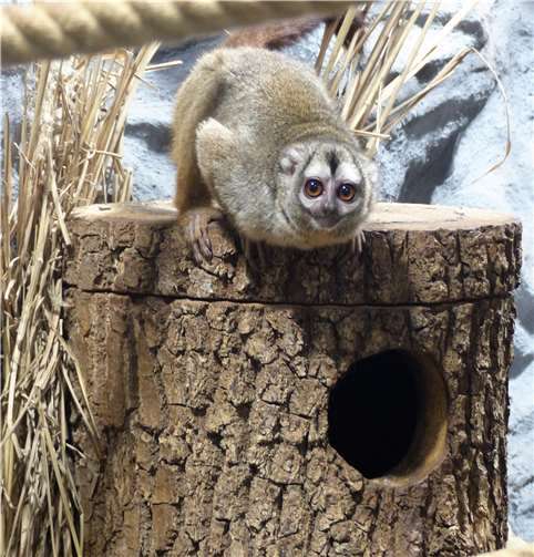 Nachtaffen.Quelle: Zoo Neuwied